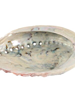 Large Abalone Shell 12-14cm